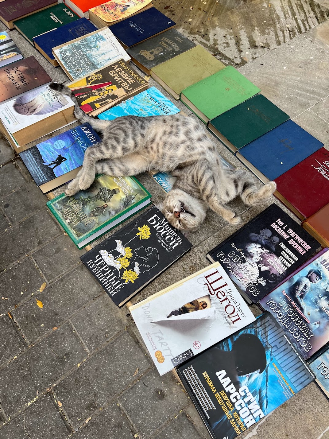 Azerbaijan cat Baku