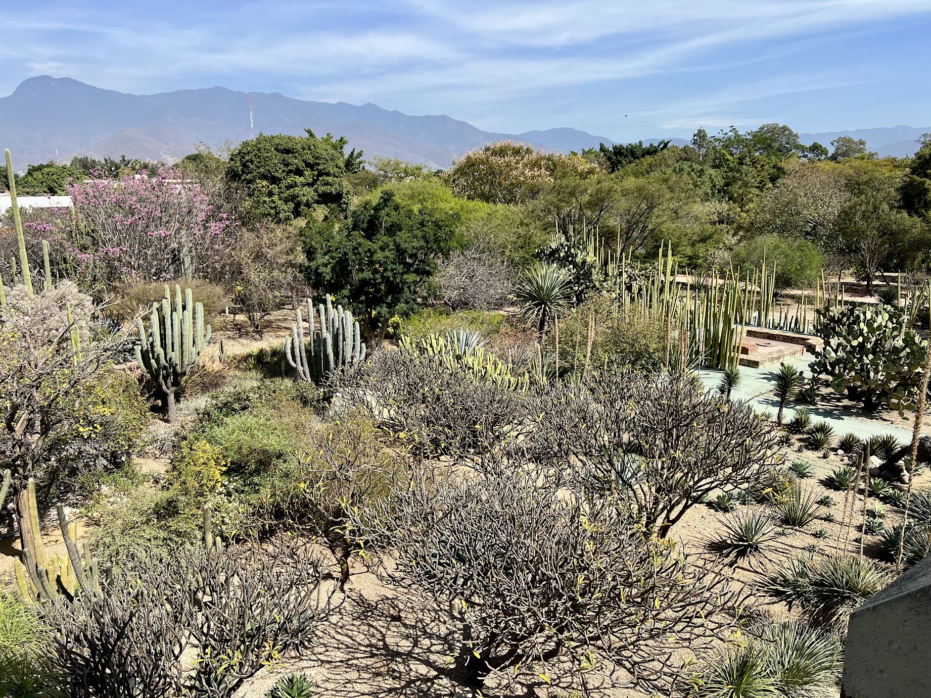 Oaxaca city Mexico top sight botanical garden jardin
