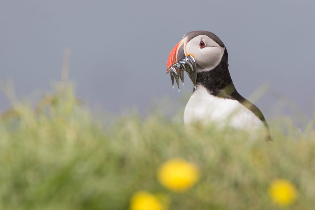 Puffin-1024×683