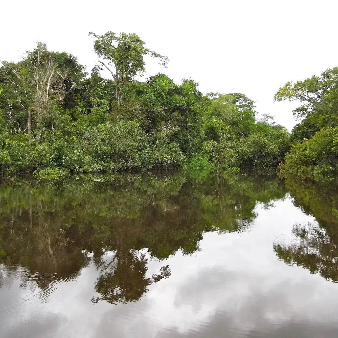 colombia amazon jungle river