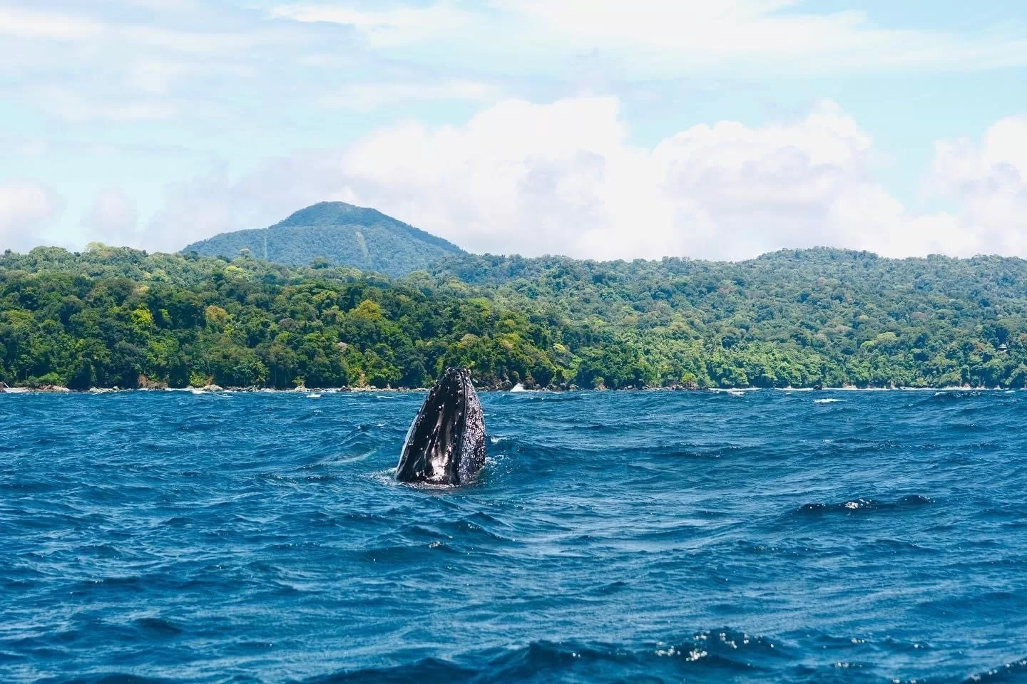 whale humpback whale watching colombia choco